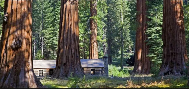 The Mariposa Grove of giant sequoias