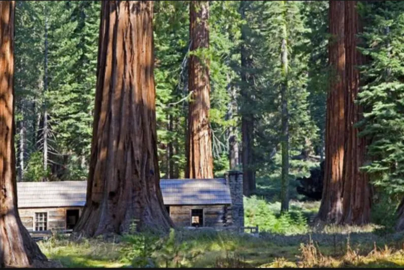 Mariposa Grove