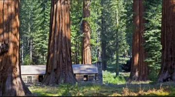 Mariposa Grove
